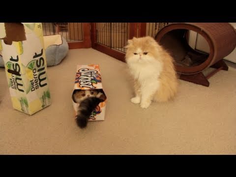 Watch 'Soda Box Cat'