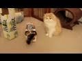 Soda Box Kitten