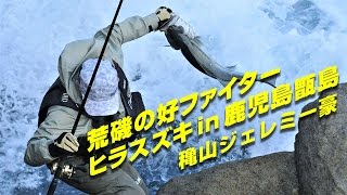 “荒磯の好ファイター ヒラスズキ” in鹿児島甑島（穐山ジェレミー豪）