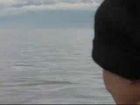 L Pod returns to the Juan De Fuca ...
