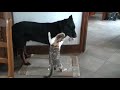 Chat attaquant un beauceron (amical) Chat attaquant un beauceron (amical)