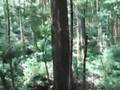 雲仙 一切経の滝・三鈷の松