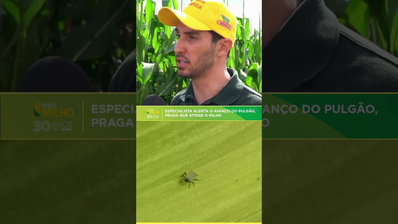 Especialista alerta o avanço do pulgão, praga que atinge o milho