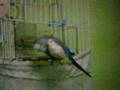mavi� ciciku� muhabbet ku�u talking bird 2