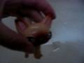 videos de LPS Revenge Remake Pt. 2