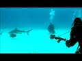 Tiger Shark Attacks Divers