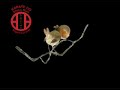 shito ryu karate do nogent sur oise