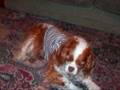 Herbie our cavalier king charles spaniel R.I.P