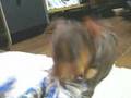 ミニチュアピンシャーの子犬5