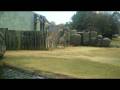 videos de Montgomery Zoo giraffe 11-29-08