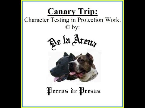 canary dog