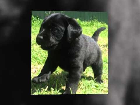 Adorable Labrador puppies for sale in NSW Australia on the Mid North Coast
