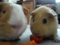 food contest with peenut and sugar