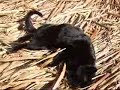 Gato Negro