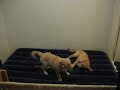 Dog fight