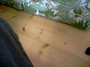 katten kurre 14 �r