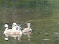 4-cygnet pas de deux 4-cygnet pas de deux