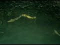 Eels and Fishes in Sydney Harbor, Nova Scotia