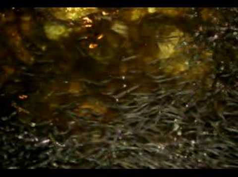 how to get the n off your licence in nova scotia