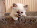 les chatons daquarelle qui jouent