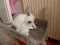les chatons daquarelle qui jouent