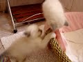 les chatons daquarelle qui jouent