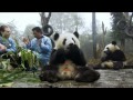 The kindergarten: snack time - Wild about Pandas - BBC One