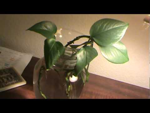 how to replant a golden pothos