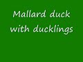 Hunting in Romania - Wild duck Hunting in Romania - Wild duck