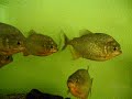 www.piranhalar.com