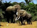 Fooled by Nature - Elephant Airheads Fooled by Nature - Elephant Airheads