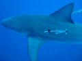 Zambizi Shark - Mozambique