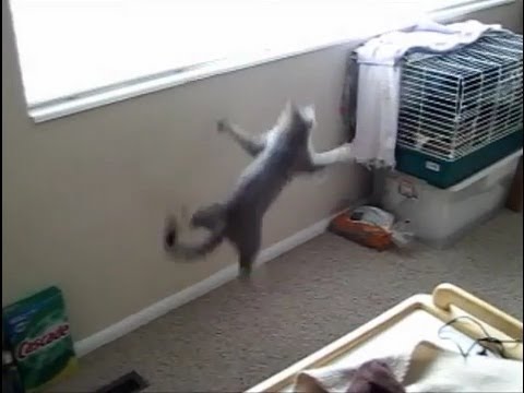 Young spider cat learns to climb on the walls