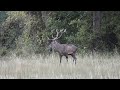 Video girato durante il bramito del cervo nel Parco Nazionale dell'Appennino Tosco Emiliano in settembre 2011 Video shot during the rutting of the deer in the Tuscan Emilian National Park in September 2011
