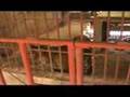 Tiger Temple/ Enclosures- 7