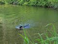 2009 07 16 溜池でのレトリーブ連写画像