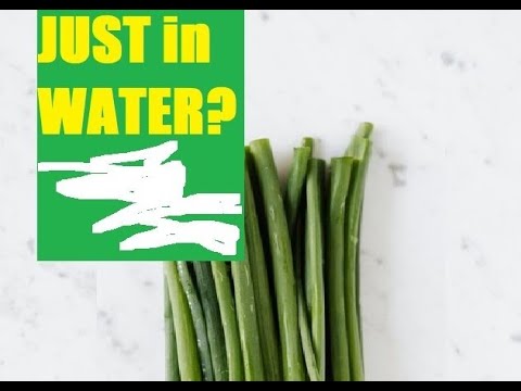 how to replant spring onion