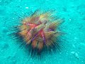Moving sea urchin