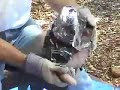Knapping Stone Tools 4 Knapping Stone Tools 4