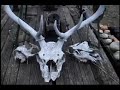 gwamba lungs{GWAMBAVISION}