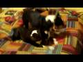videos de Terrier Dome 