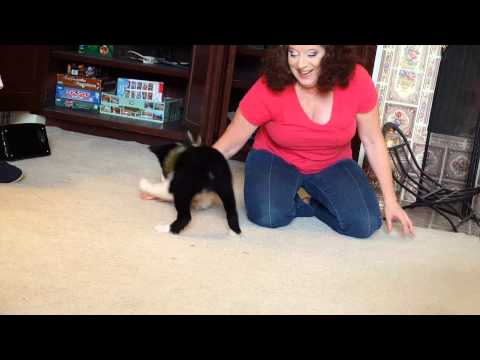 Harmony puppy video 1