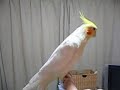 オカメ匠
