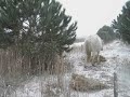 La Camargue sous la neige... La Camargue sous la neige...