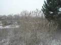videos de La Camargue sous la neige...