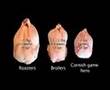 Overview of Poultry Videos