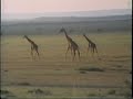 Music Review: Kenyan Safari by Roger Whittaker 
