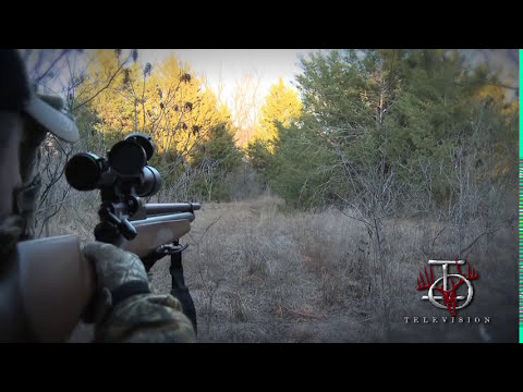 .25 cal airgun - Hog hunt with the new Benjamin Marauder PCP air rifle. .25 cal air rifle takes down a 100lb hog!