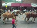 Horses in Deadwood South Dakota
