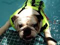 bulldog swimming